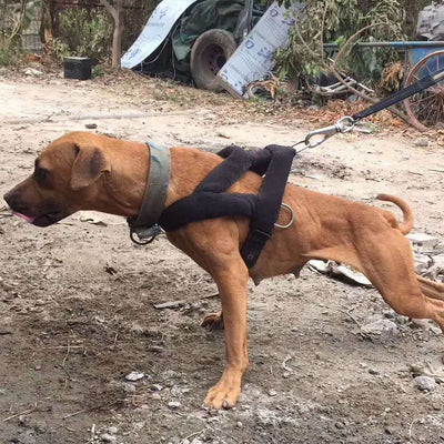 Juego de Bandas Elásticas de Entrenamiento de Fuerza Explosiva con Correa Pectoral y Cuerda Amortiguadora