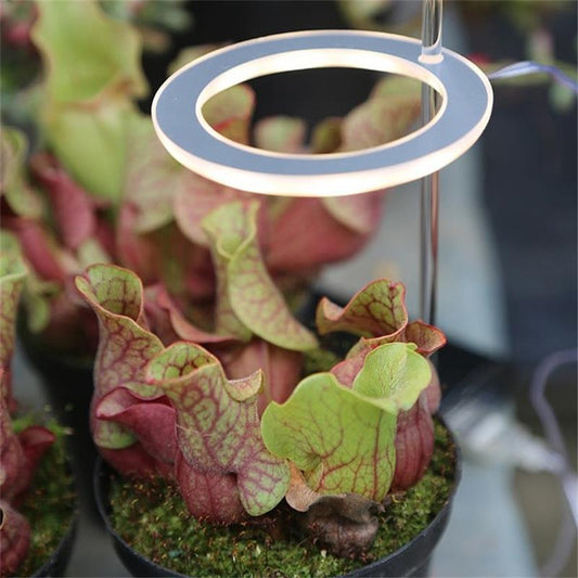 Lámpara LED de Espectro Completo para Plantas de Interior con USB - Image 2