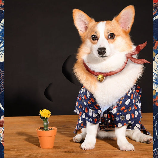 Pijama Teddy Chai para Perros Medianos - Primavera y Verano