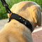 Collar de Cuero Genuino para Mascotas