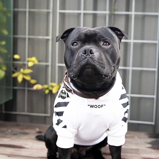 Suéter Grueso de Terciopelo para Perros Pet Tide Plus