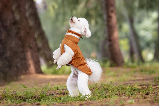 Poncho Impermeable Reflectante para Perros - Protección Total en Lluvia y Viento - Image 21