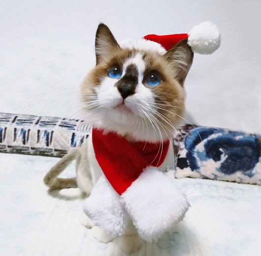 Conjunto Navideño Gorro y Bufanda para Mascotas Pequeñas - Gatos y Perros - Image 5