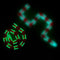 Luminous Green, Rose Red, Green