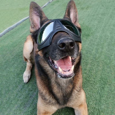 Gafas Protectoras Impermeables para Perros - Lentes de Seguridad Ajustables