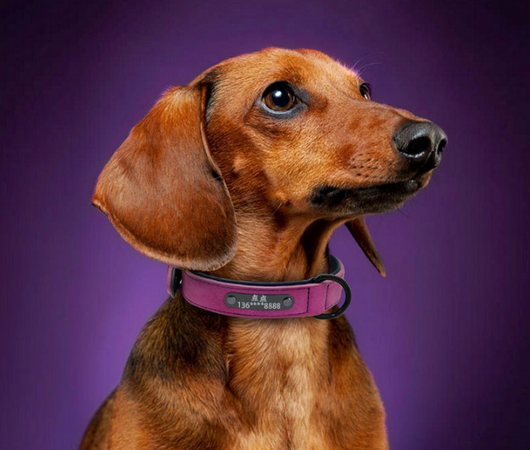 Placa de Identificación Personalizada para Mascotas - Image 2