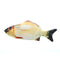 Carp 30 cm