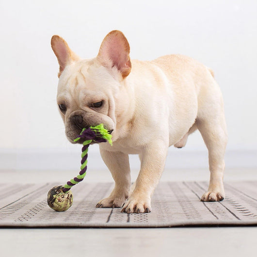 Juguetes de Cuerda con Nudos para Perros - Juego Interactivo de Tracción - Image 11