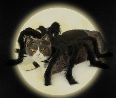 Disfraz de Araña Terrorífica para Mascotas - Traje Interactivo para Perros y Gatos - Image 4