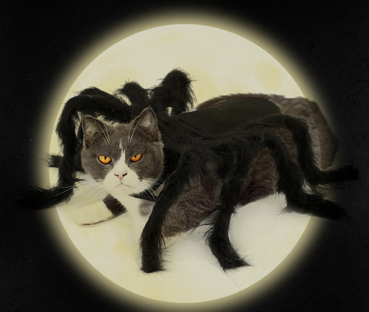 Disfraz de Araña Terrorífica para Mascotas - Traje Interactivo para Perros y Gatos - Image 4
