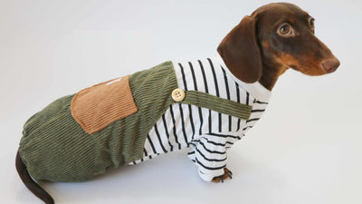 Ropa de Verano para Perros Pequeños - Pantalones de Pana Delgada - Image 4