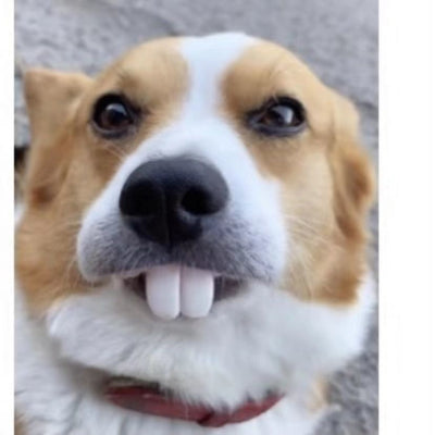 Juguete Mordedor Corgi con Dientes Falsos Divertidos para Perros - Image 2