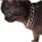 Collar de Oro para Mascotas - Joya Elegante para tu Perro