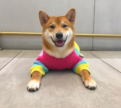 Suéter Arcoíris para Perros Pequeños y Cachorros - Image 2