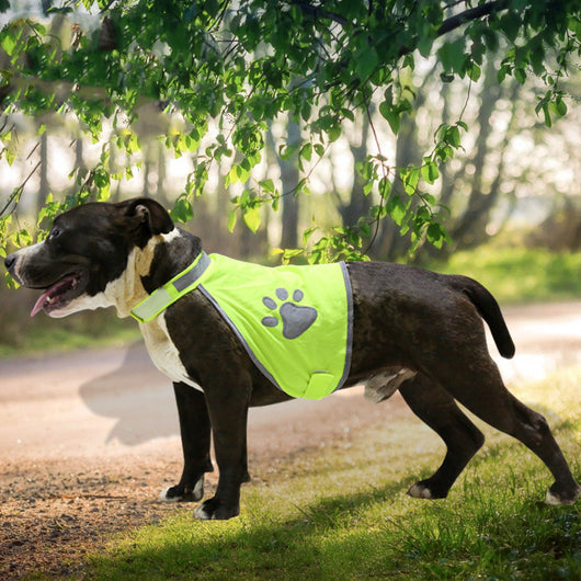Chaleco Reflectante Fluorescente para Mascotas