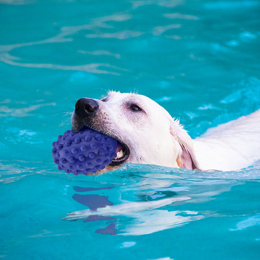Juguete Masticable para Perros con Sonido - Resistencia Extrema - Image 10