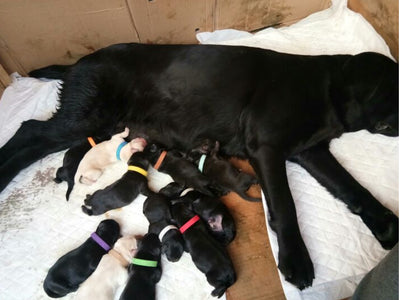 Collares de Identificación para Cachorros Recién Nacidos (Paquete de 12) - Image 17