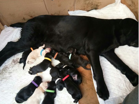 Collares de Identificación para Cachorros Recién Nacidos (Paquete de 12) - Image 17