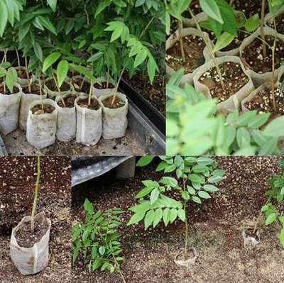 Bolsas de Cultivo No Tejidas para Plantas y Semillas - Image 3