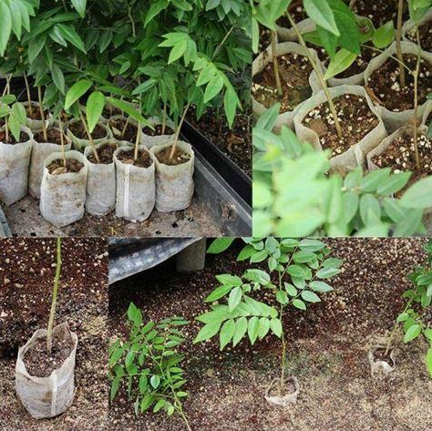 Bolsas de Cultivo No Tejidas para Plantas y Semillas - Image 3
