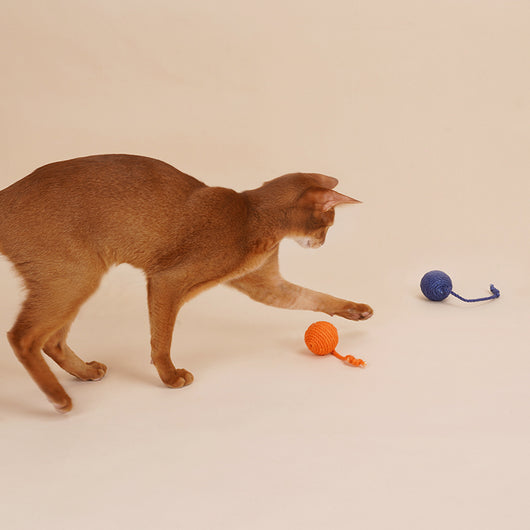 Juguete Interactivo para Gatos con Pelota de Catnip y Varita Resistente - Image 10