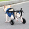 Silla de Ruedas para Perros Discapacitados