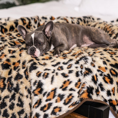 Cama Térmica Premium para Perros - Almohadilla Gruesa de Invierno - Image 7