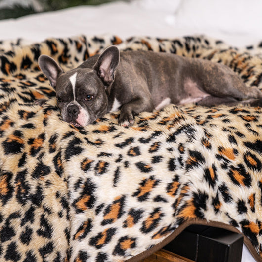 Cama Térmica Premium para Perros - Almohadilla Gruesa de Invierno - Image 7