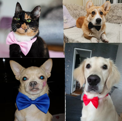 Correas y Accesorios para Mascotas con Diseño Floral y Moños Mariposa - Image 4