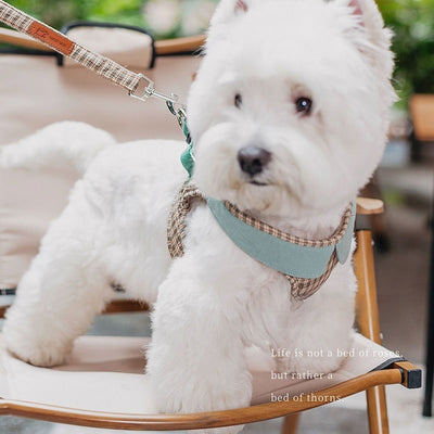Arnés de Paseo Ligero para Perros Pequeños con Cuerda - Image 14