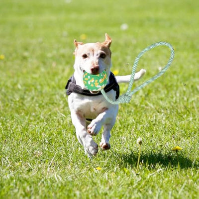 Pelota de Goma con Cuerda para Perros Pequeños y Medianos - Juguete Interactivo de Tracción - Image 7