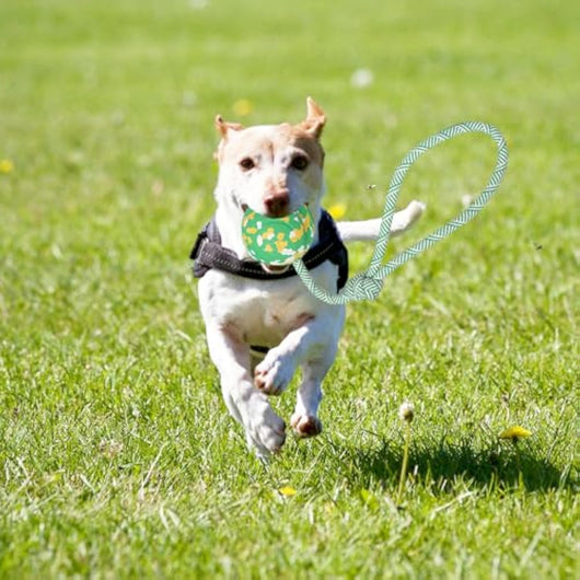 Pelota de Goma con Cuerda para Perros Pequeños y Medianos - Juguete Interactivo de Tracción - Image 7