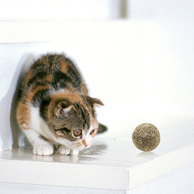 A hand holds a spherical catnip ball made of dried mint leaves and stems, light green and brown in color.