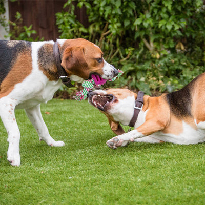 Juguete para Perro de Cuerda Algodón con Pelota Doble Nudo - Limpieza Dental - Image 11