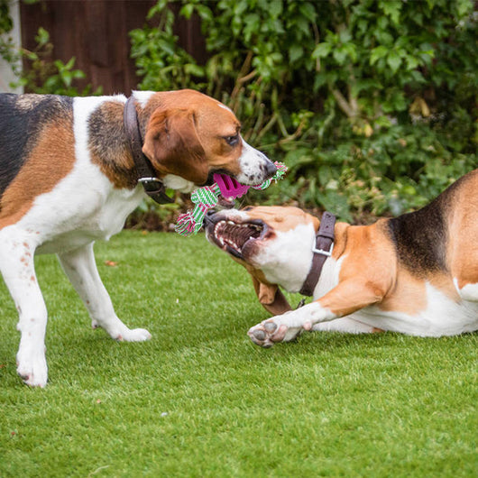 Juguete para Perro de Cuerda Algodón con Pelota Doble Nudo - Limpieza Dental - Image 11
