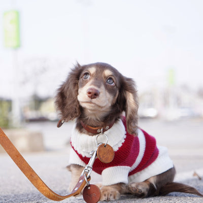 Suéter Abrigado para Perros Pequeños y Gatos - Tejido Grueso y Cálido - Image 11