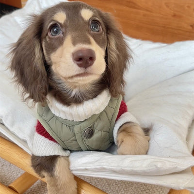 Suéter Abrigado para Perros Pequeños y Gatos - Tejido Grueso y Cálido - Image 12