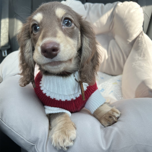 Suéter Abrigado para Perros Pequeños y Gatos - Tejido Grueso y Cálido - Image 17