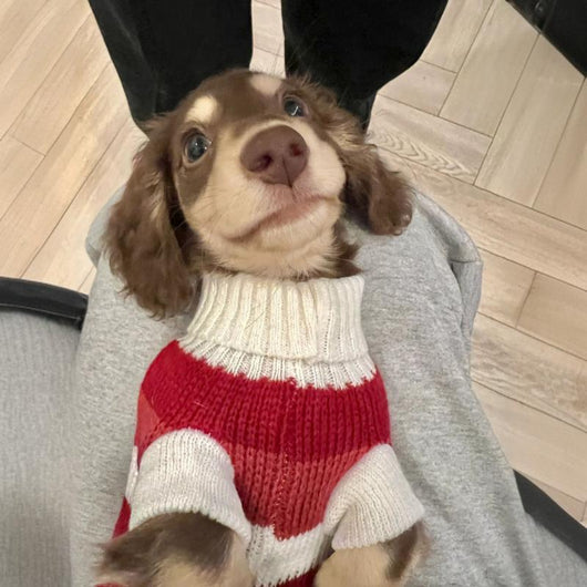 Suéter Abrigado para Perros Pequeños y Gatos - Tejido Grueso y Cálido - Image 19