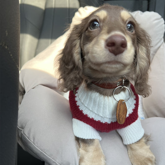 Suéter Abrigado para Perros Pequeños y Gatos - Tejido Grueso y Cálido - Image 26