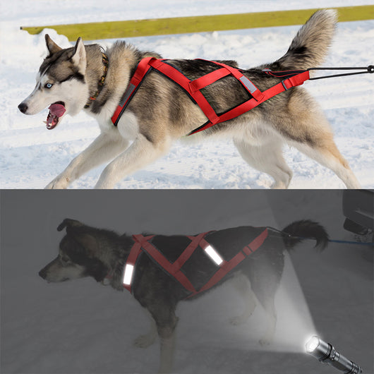 Arnés de Tracción para Perros con Carrito Remolque - Image 10