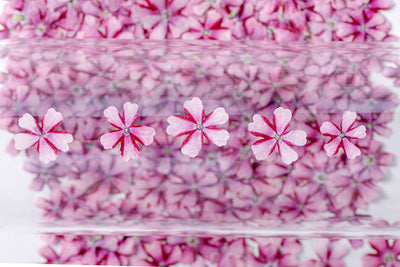 Marcapáginas con Flor de Cerezo Deshidratada - Accesorio Ornamental con Espécimen Botánico - Image 37