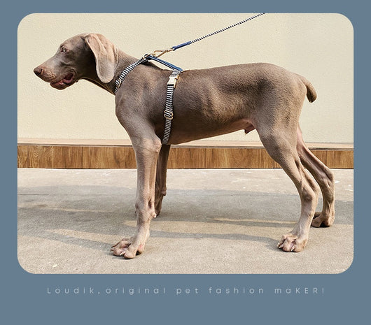Arnés de Paseo Reflectante para Perros - Correa de Sujeción Segura y Cómoda - Image 25