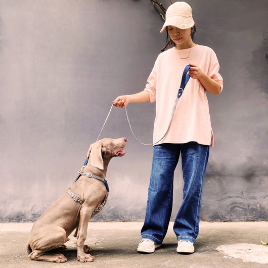 Arnés de Paseo Reflectante para Perros - Correa de Sujeción Segura y Cómoda - Image 26