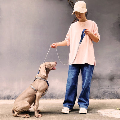 Arnés de Paseo Reflectante para Perros - Correa de Sujeción Segura y Cómoda - Image 42