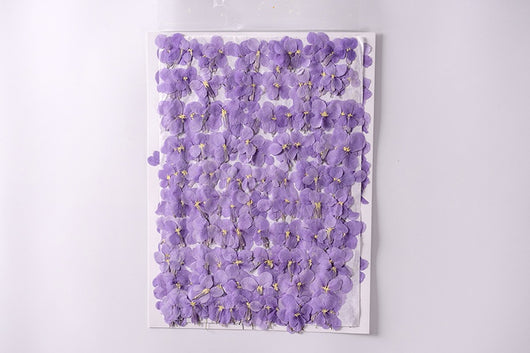 Flores Secas de Orquídea Violeta Premium - Image 13