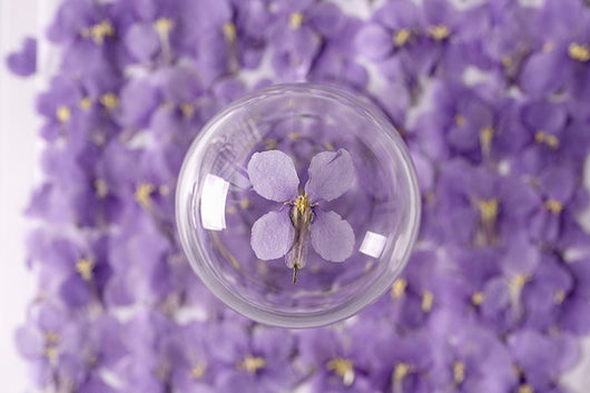 Flores Secas de Orquídea Violeta Premium - Image 16