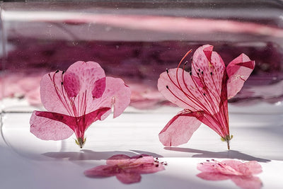 Adorno de Flor de Azalea Deshidratada - Image 13