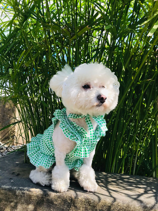 Vestido Escocés para Perro con Accesorios - Image 17