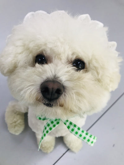 Vestido Escocés para Perro con Accesorios - Image 19